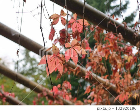 ベルリンの秋　お散歩途中に巡り合う　美しい紅葉 132920196