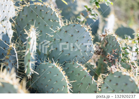 green prickly cactus Opuntia ficus-indica in Zadar, Croatia green prickly cactus Opuntia ficus-indica in Zadar, Croatia 132920237