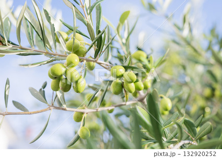 growing on trees with green olive leaves in sunny Croatia 132920252
