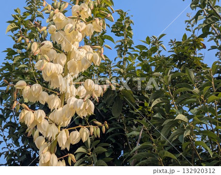 青空とアツバキミガヨランの花穂 夏の庭を彩る白いユッカの花 132920312