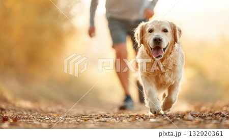 Happy golden retriever dog running on forest trail in autumn sunlight Happy golden retriever dog running on forest trail in autumn sunlight 132920361