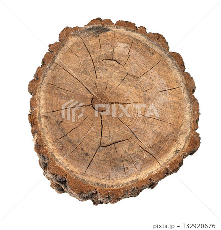 Natural wooden tree stump with detailed texture and rings for design White backdrop Natural wooden tree stump with detailed texture and rings for design White backdrop 132920676