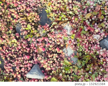 Plant Stonecrop Sedum close-up. A living carpet of plants. 132921384