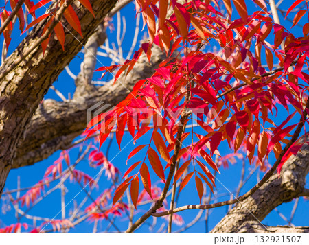 秋晴れの青空に映える真っ赤に紅葉したハゼノキの葉のアップ (東京都、墨田区、向島百花園) 秋晴れの青空に映える真っ赤に紅葉したハゼノキの葉のアップ (東京都、墨田区、向島百花園) 132921507