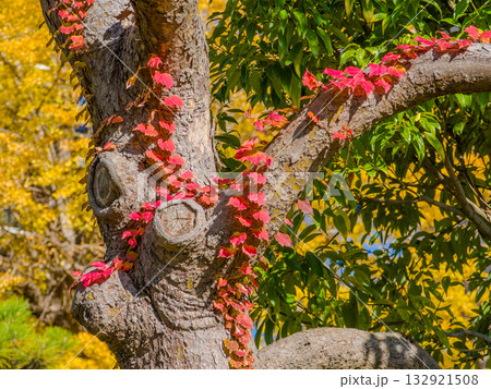 太い木の幹に絡まる真っ赤に紅葉したツタの葉 (東京都、墨田区、向島百花園) 太い木の幹に絡まる真っ赤に紅葉したツタの葉 (東京都、墨田区、向島百花園) 132921508