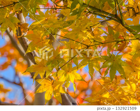 太陽の光に透けて輝く黄色いモミジの葉のアップ (東京都、墨田区、向島百花園) 太陽の光に透けて輝く黄色いモミジの葉のアップ (東京都、墨田区、向島百花園) 132921509