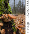 Glossy Honey Mushroom on a Moss-Covered Trunk in the Autumn Forest 132921588