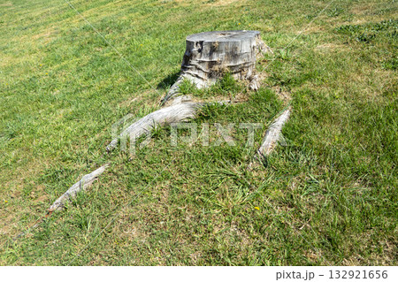 A sawn off dead tree stump in a grassy field 132921656