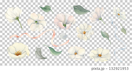 Botanical set white flowers Watercolor isolated background. Hand painted illustrations of white cosmos, peonies and anemones with delicate foliage, satin ribbons. Monochrome neutral blooms clipart. 132921953