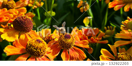 A honey bee collects nectar from garden flowers. Beautiful close-up. 132922203