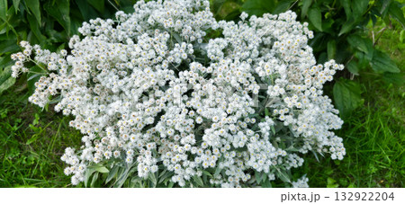 Anaphalis triplinervis flowerbed with summer flowers 132922204