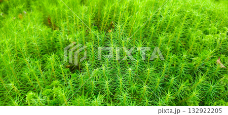 Polytrichum commune moss close-up in the forest, also known as Common haircap moss, Common hair moss, Great Goldilocks 132922205