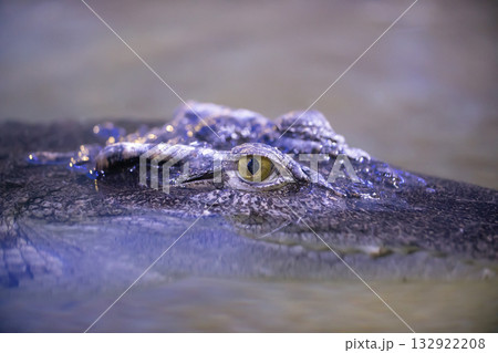Siamese crocodile Crocodylus siamensis close-up. Small ripples in the water. Siamese crocodile Crocodylus siamensis close-up. Small ripples in the water. 132922208