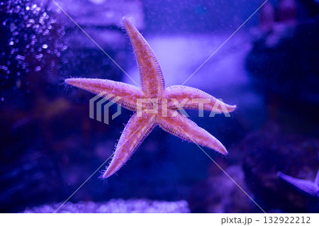 Amur starfish stuck to the glass. A close-up of the beautiful deep sea animal Asteria amurensis. 132922212