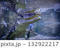 A Siamese crocodile Crocodylus siamensis surfaced. A view of the crocodile underwater. 132922217