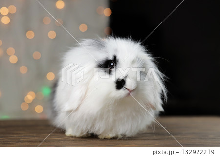 A small, black and white spotted lop-eared decorative rabbit of the Ram breed. The rabbit stands against a backdrop of multicolored garland lights. A small, black and white spotted lop-eared decorative rabbit of the Ram breed. The rabbit stands against a backdrop of multicolored garland lights. 132922219