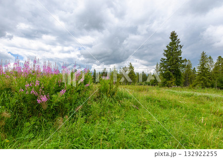 fireweed bloom in summer landscape. purple flowers on the meadow near forest in carpathian mountains. scenic view ofa countryside with overcast sky 132922255