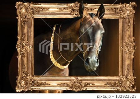 art portrait of beautiful dark bay Akhalteke stallion in paint frame. fine art 132922325