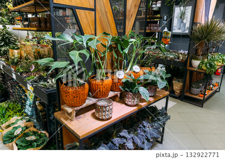 Potted green houseplants arranged in textured orange ceramic planters inside a modern garden center. Indoor greenery, decorative container gardening, seasonal retail styling, pumpkin-themed decor Potted green houseplants arranged in textured orange ceramic planters inside a modern garden center. Indoor greenery, decorative container gardening, seasonal retail styling, pumpkin-themed decor 132922771