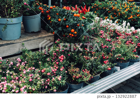Assorted ornamental chili plants and berries arranged in pots for sale outdoors. Edible decor, urban gardening, colorful produce display, seasonal plant styling 132922887