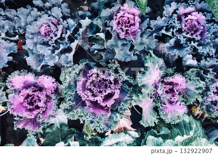 Frilly purple ornamental cabbages arranged closely in a garden bed with lush textured leaves. Vegetable-inspired plant decor, edible-look styling, decorative brassicas, cold-season visual nourishment 132922907