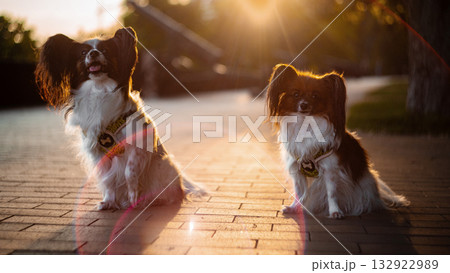 Papillon Dog in Summer Light 132922989
