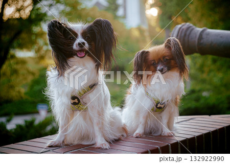 Papillon Dog in Summer Light 132922990
