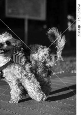 Black and white photo of a small dog joyfully running outdoors 132922998