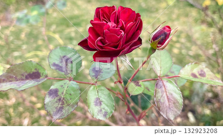 Dark red rose and bud in a late autumn garden. Moody floral close-up with soft background 132923208