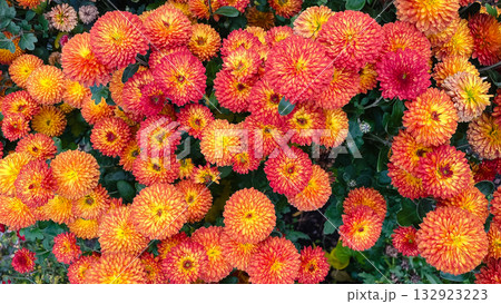 Vibrant orange and yellow Mums flowers full frame. Bright seasonal floral background for fall designs 132923223
