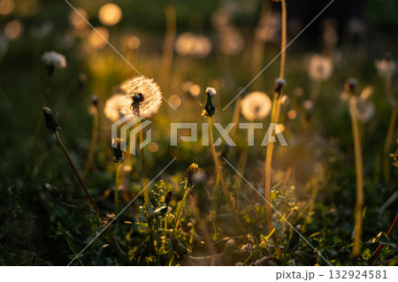 Dandelions in Warm Sunset Light 132924581