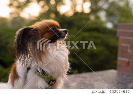 Papillon Dog in Summer Light Papillon Dog in Summer Light 132924610