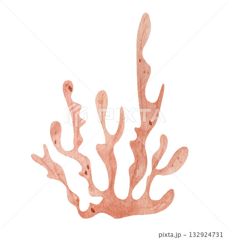 Orange seaweed bush watercolor. Isolated marine algae specimen on white background. Organic underwater ocean plant illustration for nature and ecology themes 132924731