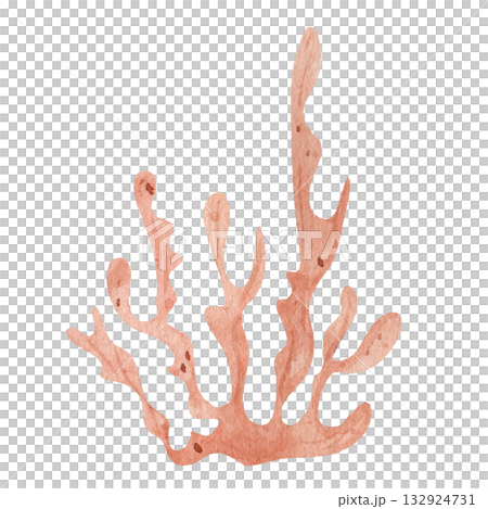 Orange seaweed bush watercolor. Isolated marine algae specimen on white background. Organic underwater ocean plant illustration for nature and ecology themes 132924731