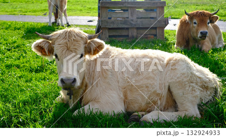 A light-colored, shaggy calf with small horns rests on bright green grass, looking at the camera. A light-colored, shaggy calf with small horns rests on bright green grass, looking at the camera. 132924933