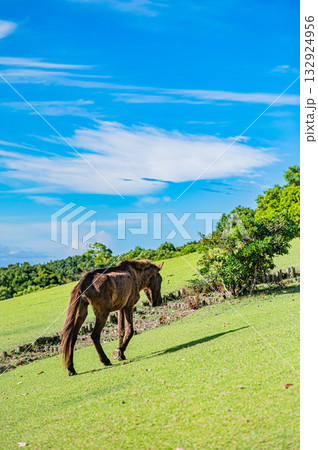 九州　鹿児島県　開聞山麓自然公園（トカラ馬牧場） 132924956