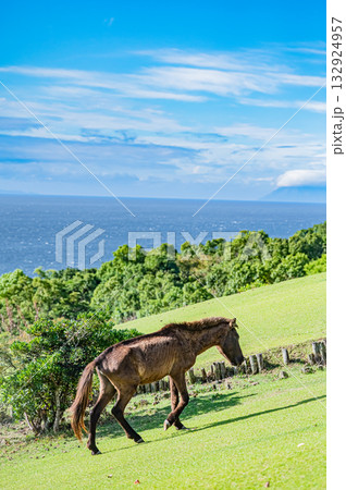 九州　鹿児島県　開聞山麓自然公園（トカラ馬牧場） 132924957