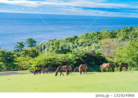 九州　鹿児島県　開聞山麓自然公園（トカラ馬牧場） 132924966