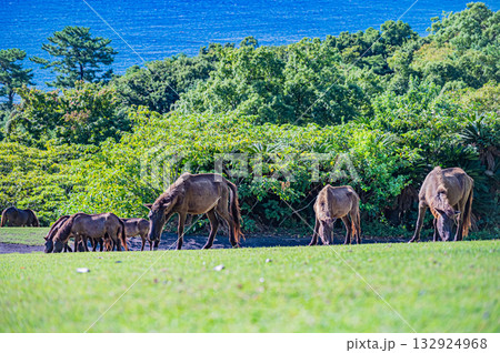 九州　鹿児島県　開聞山麓自然公園（トカラ馬牧場） 132924968