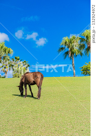 九州　鹿児島県　開聞山麓自然公園（トカラ馬牧場） 132924972