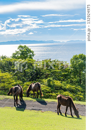 九州 鹿児島県 開聞山麓自然公園(トカラ馬牧場) 九州 鹿児島県 開聞山麓自然公園(トカラ馬牧場) 132924975