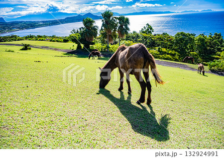 九州　鹿児島県　開聞山麓自然公園（トカラ馬牧場） 132924991