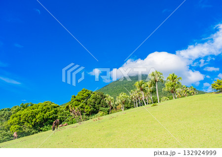 九州　鹿児島県　開聞山麓自然公園（トカラ馬牧場） 132924999
