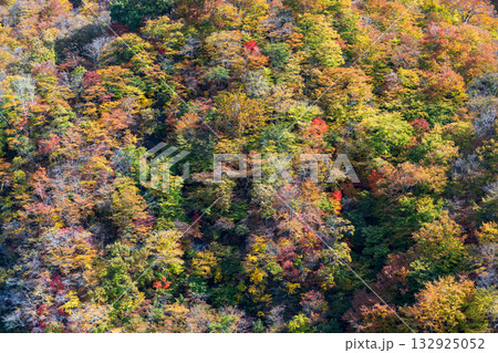 八ッ場ダムから眺める吾妻渓谷の紅葉　群馬県 132925052