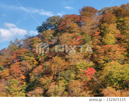 八ッ場ダムから眺める吾妻渓谷の紅葉 群馬県 八ッ場ダムから眺める吾妻渓谷の紅葉 群馬県 132925135