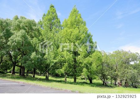 夏の公園　メタセコイアの木 132925925