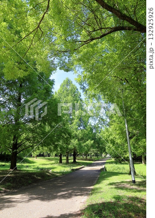 夏の公園　メタセコイアの木 132925926
