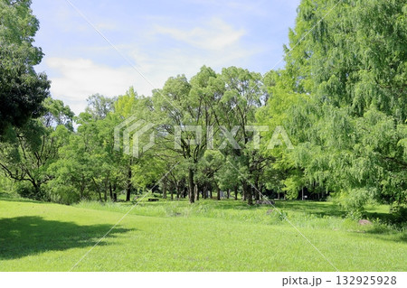 夏の公園 132925928