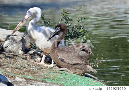 モモイロペリカンの雛 モモイロペリカンの雛 132925950