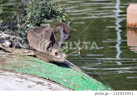 モモイロペリカンの雛 モモイロペリカンの雛 132925951